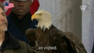 The Bald Eagle